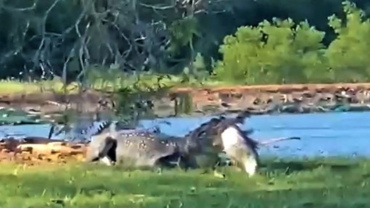 Croc eats barra: Golf course croc makes meal of barra in ‘incredible ...