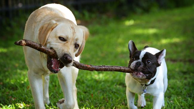 Dogs and chewing go together like butter and Vegemite. Picture: Liam Kidston.