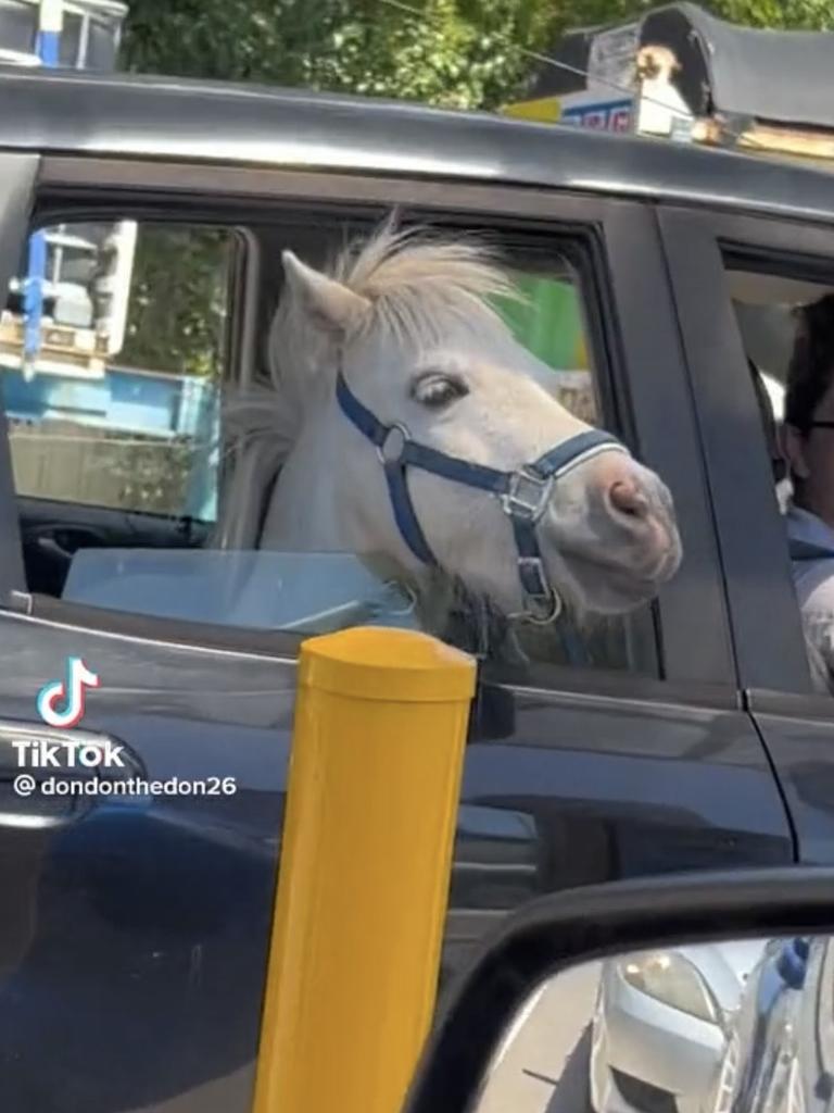 Shocked onlookers watched as Rocco the horse enjoyed a trip through the Macca’s drive-through. Picture: Tiktok/@dondonthedon26