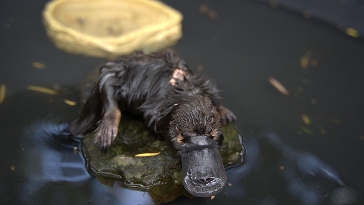 Trish Lee-Hong has been working to get Torpedo back into the wild after the platypus found near-starved and drowned in a Brisbane storm drain. Picture: Christine Schindler