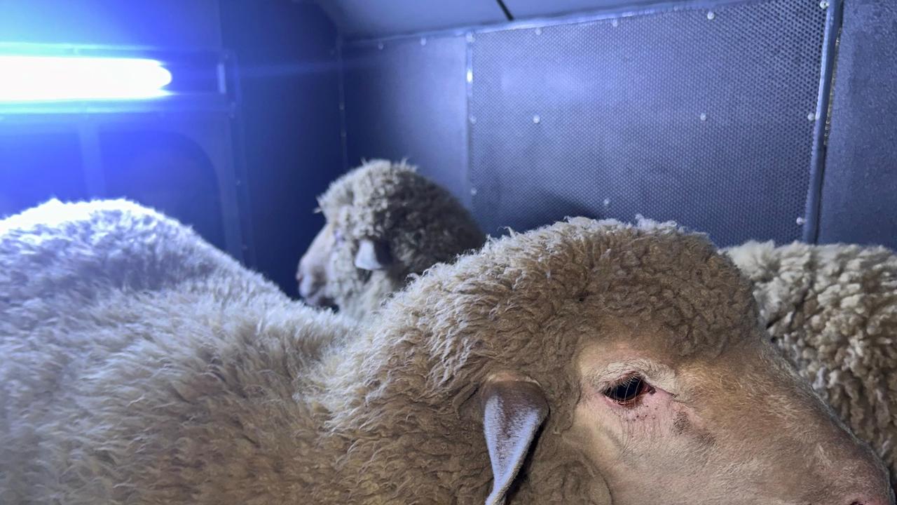 The pair of ewes were found near the intersection of Portrush Rd and Kensington Rd at Kensington about 6pm on Tuesday. Picture: SA Police