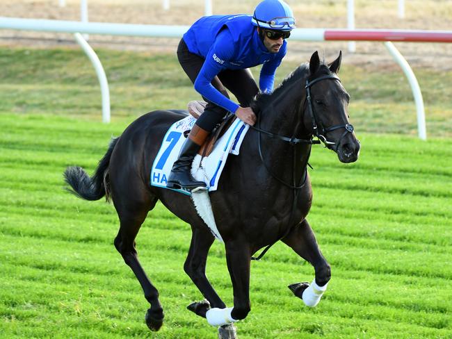 Charlie Appleby-trained Hamada fractured a leg in trackwork. Picture: Getty Images