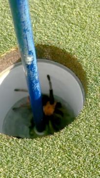 Massive tarantula halts game of golf