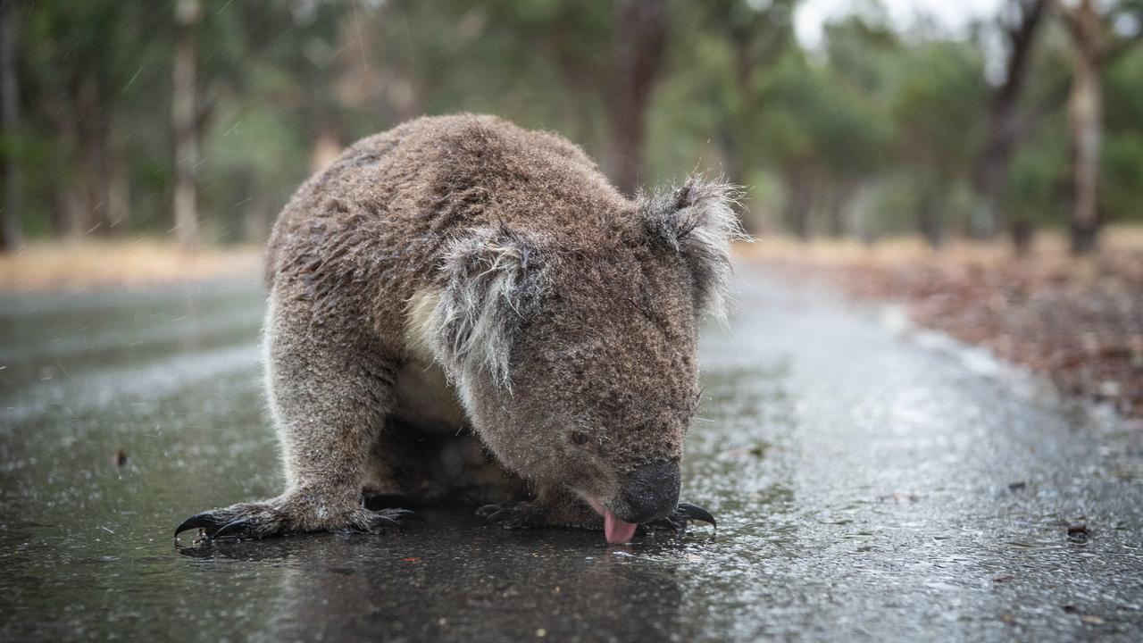 <b>Psalm 42: As a hart longs for the flowing streams, so longs my soul for Thee, O God. </b> <br/>After weeks of unprecedented heatwaves and fires, a koala licks rainwater from a road at the Belair National Park near Adelaide, South Australia. Photo by Brad Fleet