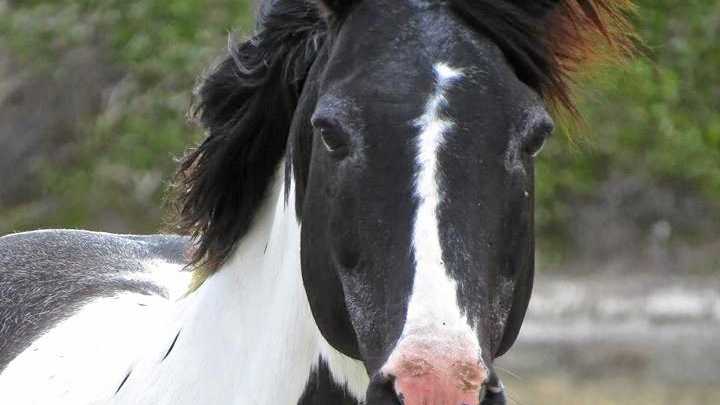 The last brumby of Brooms Head. Picture: Steve Otton