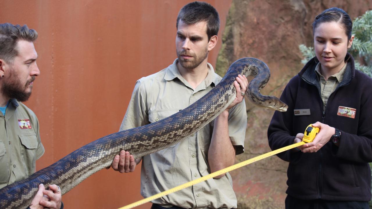 Big Ronny being measured by zoo keepers at Wild Life Sydney Zoo. The zoo’s largest snake, he measures 5m and weighs 20kg. Picture: Wild Life Sydney Zoo