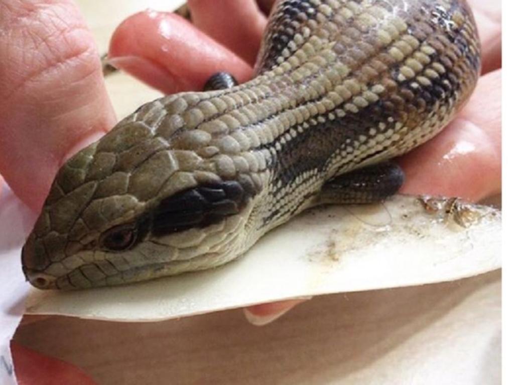 A blue tongue lizard affected by the traps. Source: Sydney Wildlife Rescue