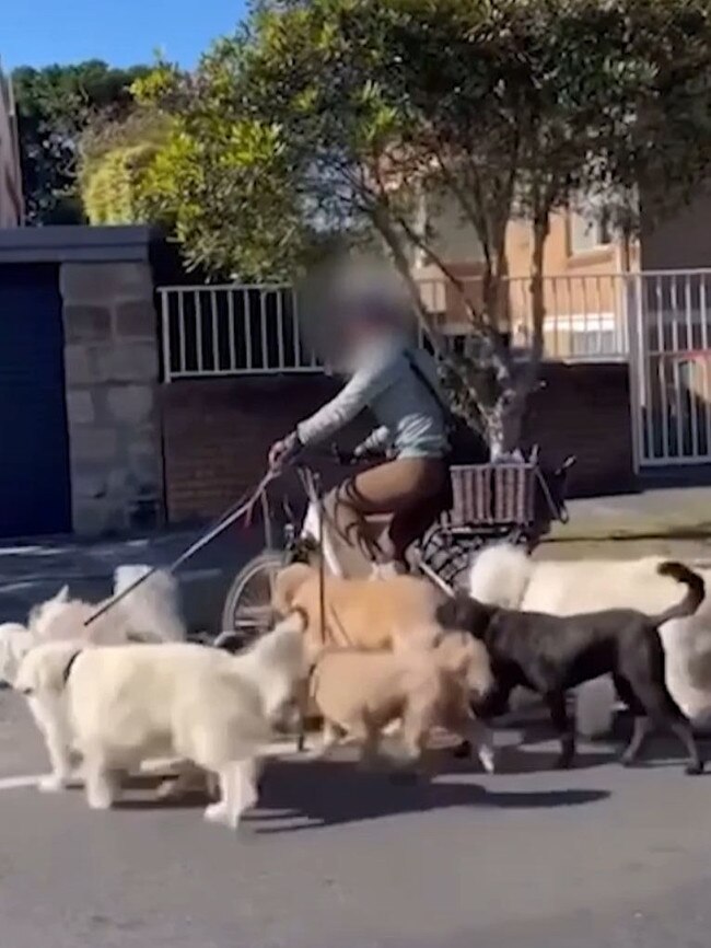 One woman confronted a cyclist ‘walking’ seven dogs in Bondi Picture: Facebook