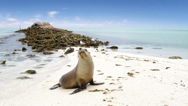 Sea lions are a common sight in the Abrolhos Islands. Picture: Tourism WA