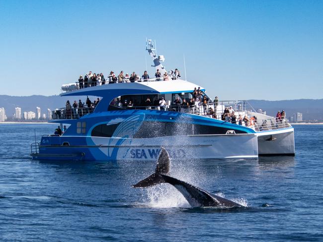 Sea World Whale Watching has had one of the strongest starts to the whale watching season with 40,000 whales expected to swim through the Gold Coast. Picture: Supplied