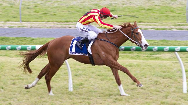 Todd Pannell rides Roccabascerana at Morphettvale Picture: Atkins Photography