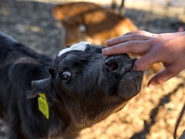 KENILWORTH CAMPING: Adadale Farm, also an active dairy farm, lets campers get up close and personal with some of their cute baby calves.