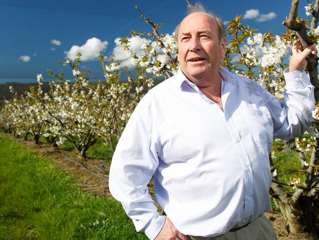 Reid Fruits manager Tim Reid in a cherry orchard at Plenty in Tasmania’s Derwent Valley. Picture: PETER MATHEW