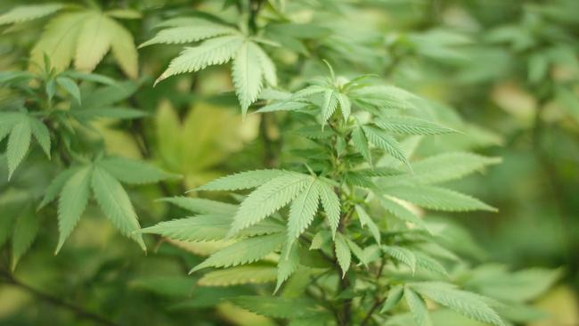 A young Mildura man has been busted growing and smoking cannabis, a court has heard.