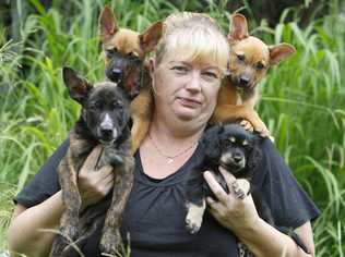 President of Jaws 'n' Paws Jenny Savage with dogs that have been rescued after being dumped. Jenny is concerned that more pets will be dumped over the Christmas period. . Picture: Sarah Harvey