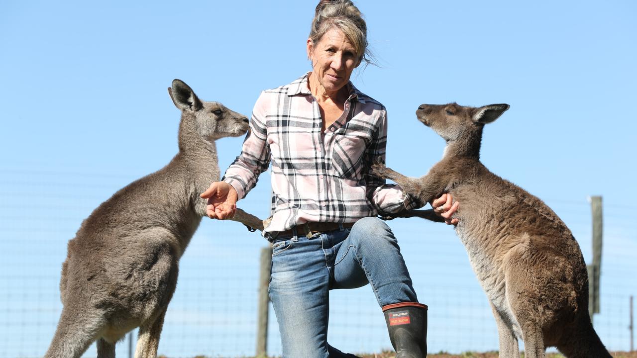 South Australia agriculture: Kangaroos under fire as drought hits hard ... Biology Diagrams