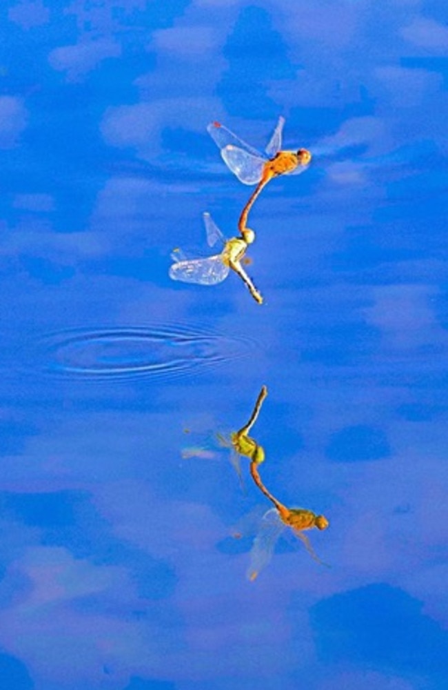 A dragonfly pair dance and deposit their eggs in the still water. Picture: David Curtis