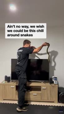 Snake catcher removes huge python from TV