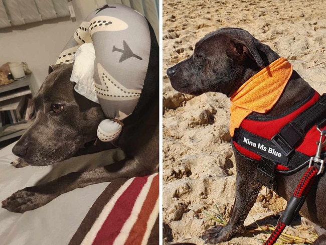 Five minutes of hell: ‘Really vicious’ mauling on popular dog beach