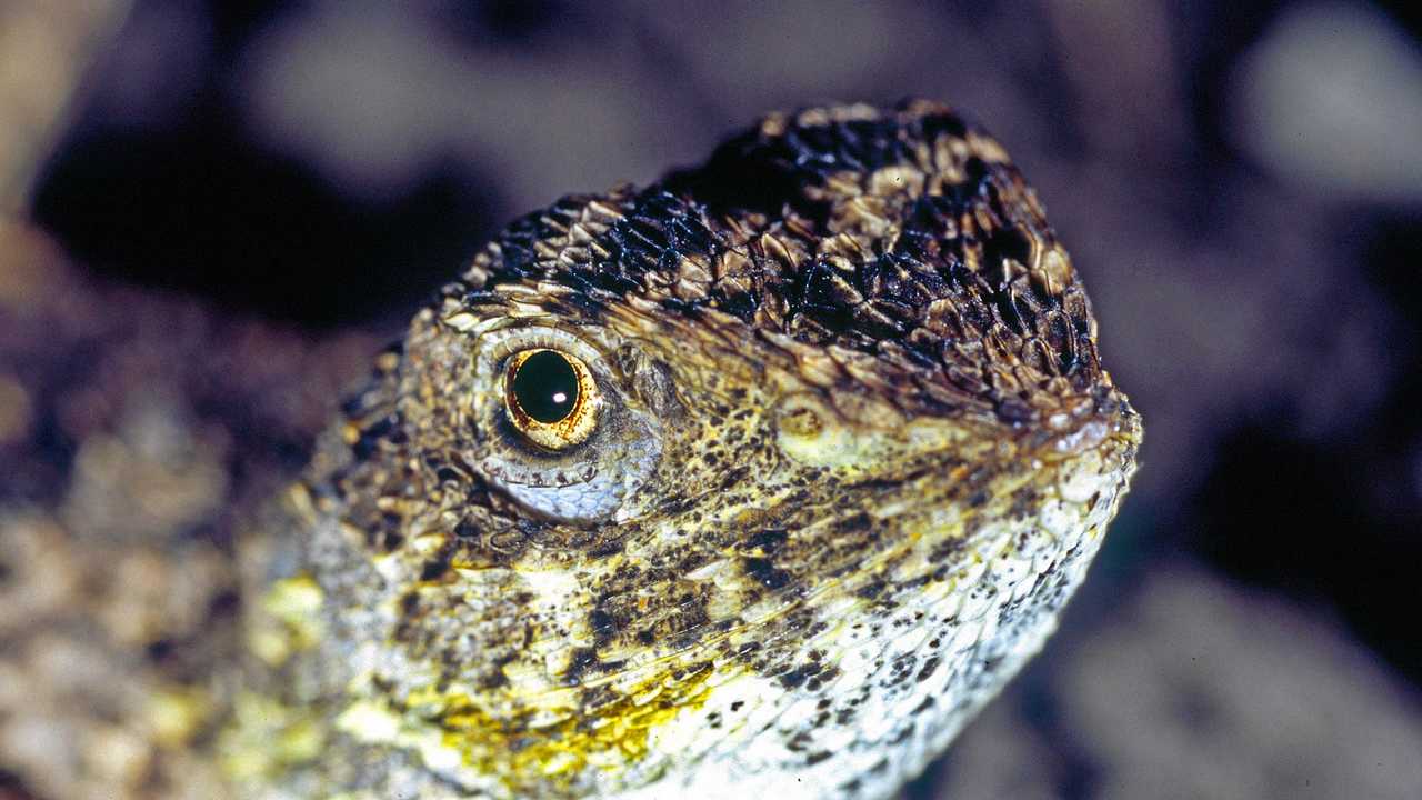 The Condamine Earless Dragon. Picture: Robert Ashdown