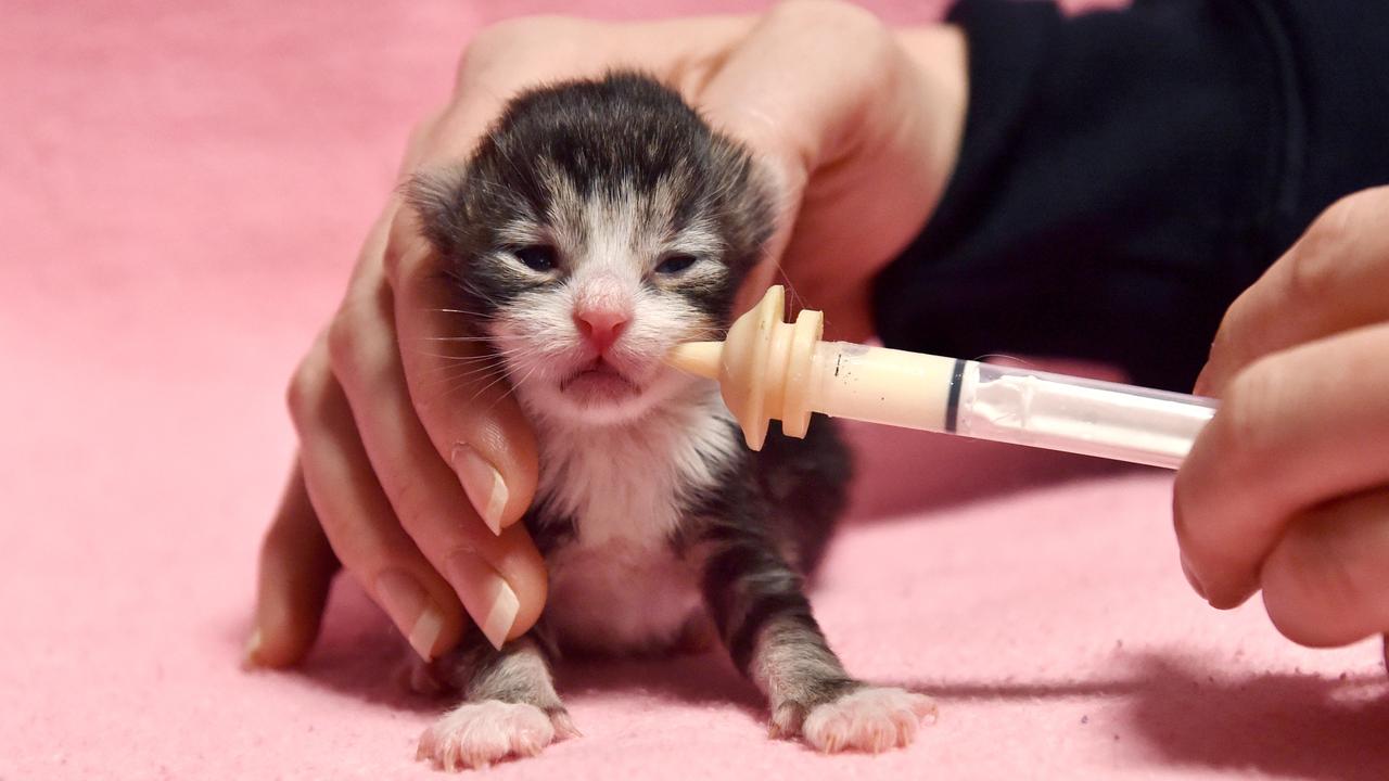 More than 18,000 kittens nationally need homes. Picture: Nicki Connolly