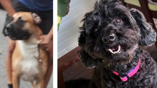 Star the poodle’s owner says she was attacked and killed while out for a walk.