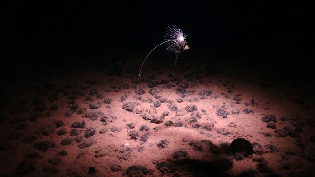 A carnivorous sponge near the nodule-strewn seabed of the Clarion-Clipperton Zone