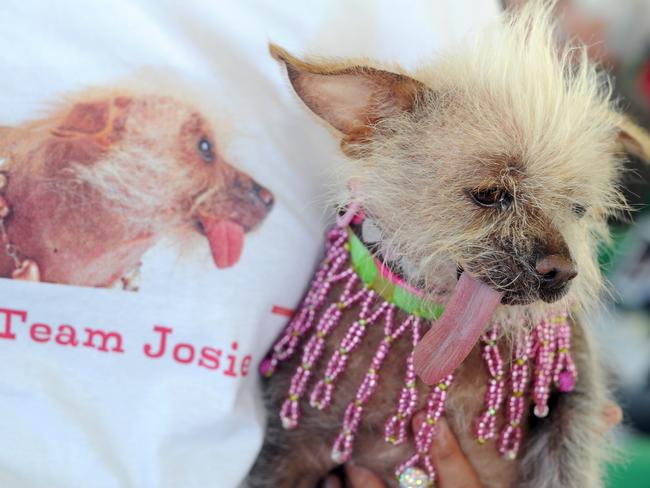 Josie, a Chinese Crested, sticks out its tongue at The World's Ugliest Dog Competition. Picture: AFP