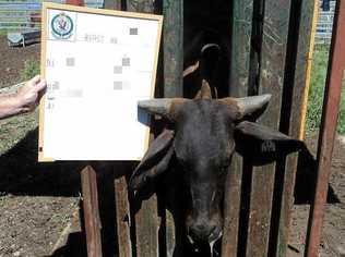 EVIDENCE: Cattle involved in a theft in Lawrence. Picture: NSW Police