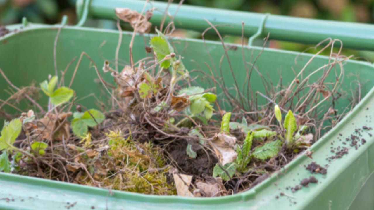 west-torrens-council-to-start-weekly-green-bin-collection-trial-the