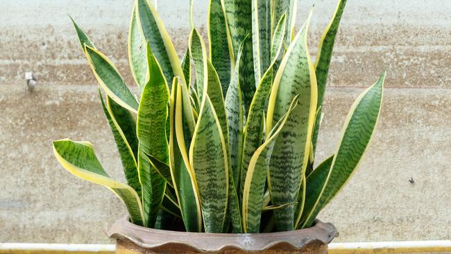 Sansevieria trifasciata may not be very flattering for mothers-in-law but they are very hardy plants and great for building confidence among all gardeners.