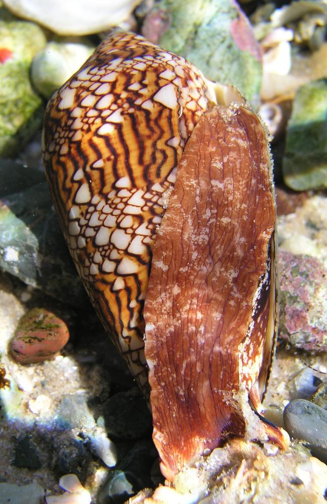 Aussies have been warned about a cone snail found in NSW | The Mercury