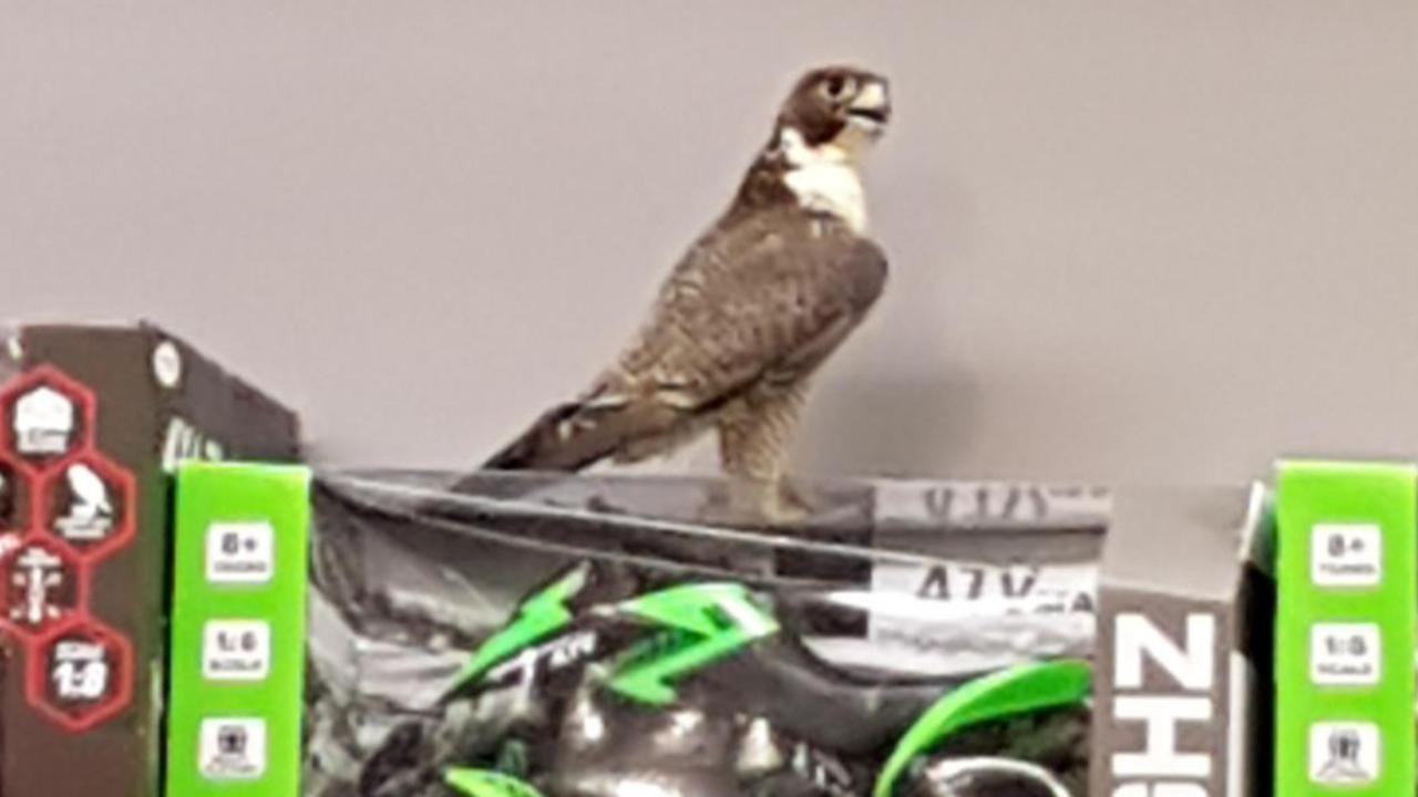 The peregrine falcon rests on a toy motorbike at Mt Druitt Kmart. Picture: Supplied