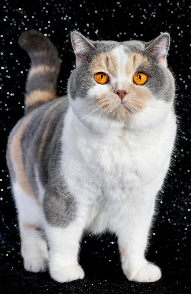 Esther, a blue tortie and white British Shorthair, poses in a studio before winning Best In Show at the GCCF Shropshire Cat Show in England. Picture: Shirlaine Forrest/WireImage