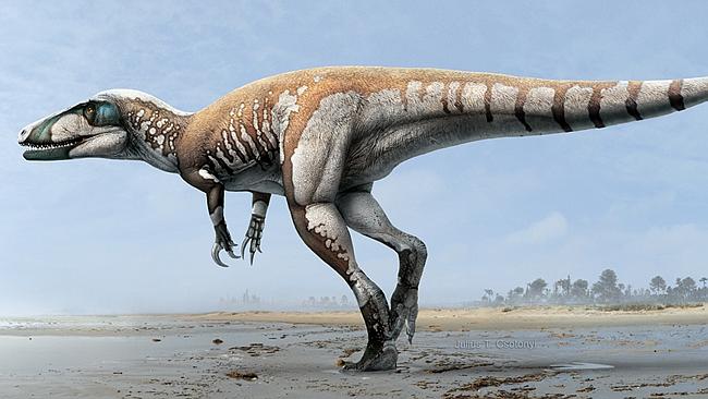 ‘Lightning Claw’: Opalised fossils reveal Australia’s killer raptor ...