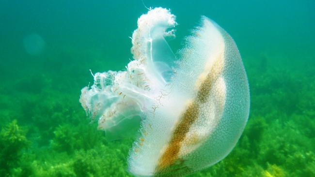 Haeckel’s jellyfish have washed up at Aldinga Beach. Picture: Dr Mike Bossley