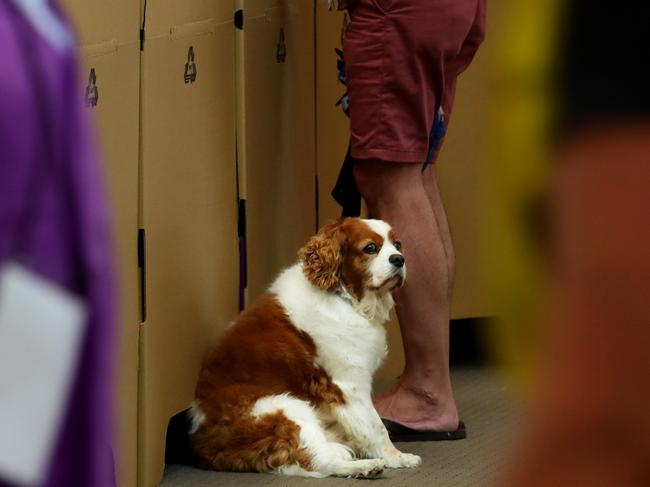 A man takes his dog while casting his vote at an early voting centre in New South Wales. Picture: Lisa Maree Williams