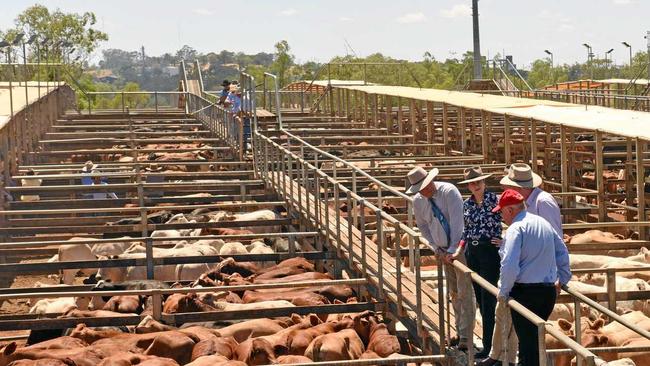 LOCAL HOST: Roma will host the 2019 Australian Livestock Markets Association national expo. Picture: Alexia Austin