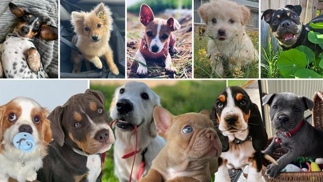 200+ pups: Vote for Fraser Coast’s cutest puppy of 2024