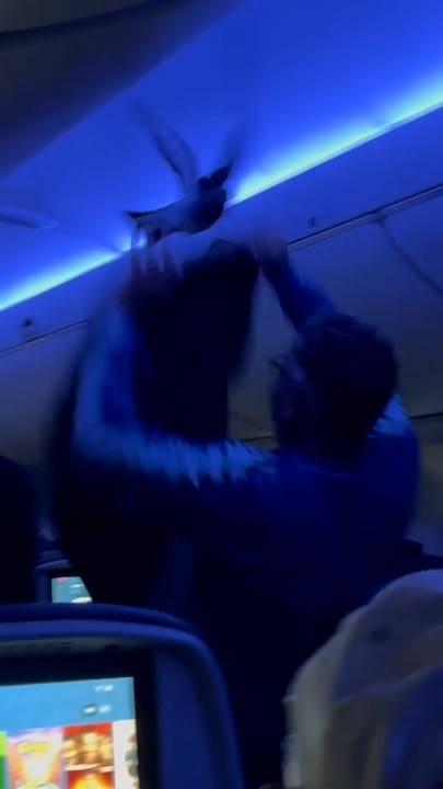 Flight thrown into chaos as stowaway pigeons storm cabin
