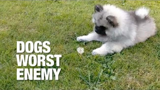 Dogs Get Scared by the Weirdest Things