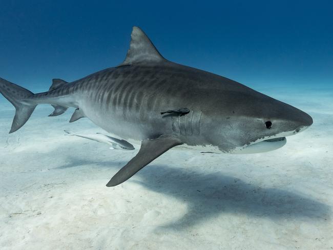 Tiger-shark above the bottomEscape 21 January 2024Why I travel Photo - iStock