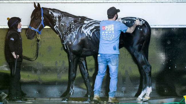 Spanish Mission gets a shampoo after trackwork at Werribee. Picture: Racing Photos via Getty Images