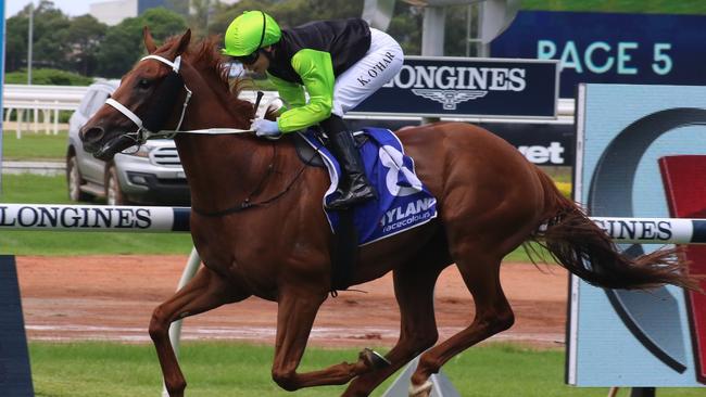 Last start winner Sword Point is back from a short break and can pick up where he left off. Picture: Grant Guy