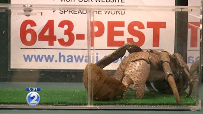 Screen grab of a giant coconut crab found walking around Hawaii. Pic: Khon 2 News