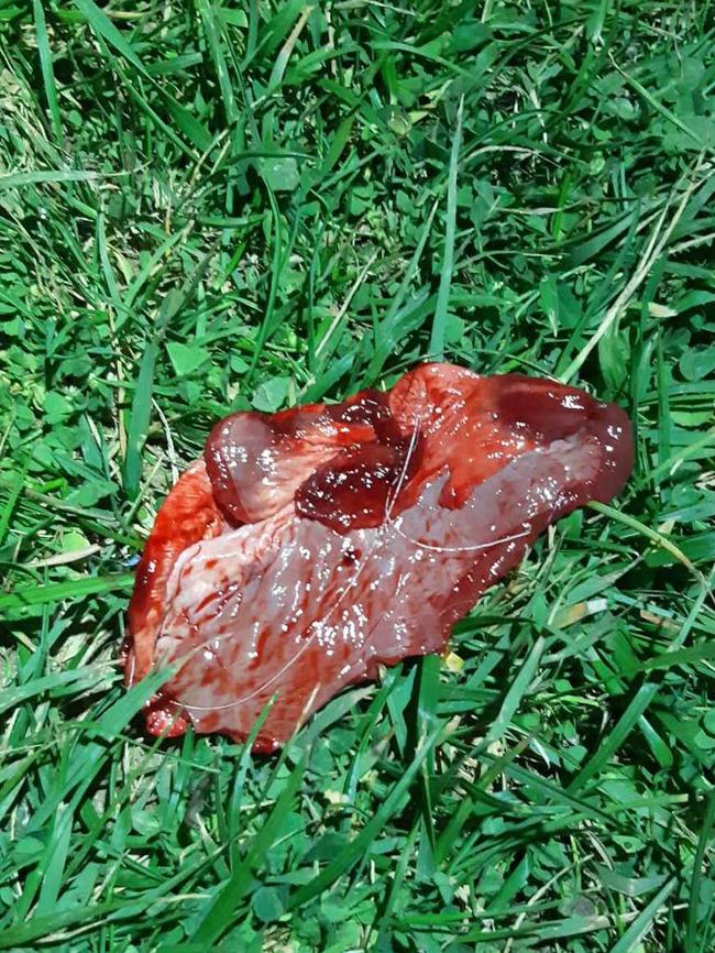 The meat was found between Aldam Road and Cliff Avenue.