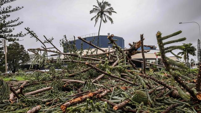 A fallen tree sits across a road in front of buildings in Coolangatta on March 7, 2025. Picture: David Gray / AFP