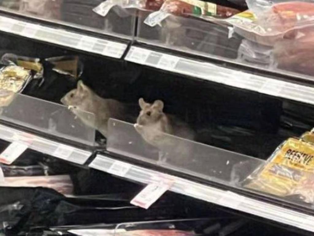 A Woolworths-owned supermarket in New Zealand has been shut down after footage of multiple rodents on the store’s shelves went viral. Picture: Newshub