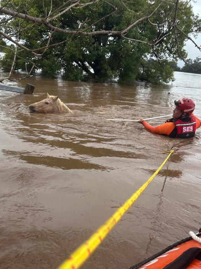 Animals were rescued from the dangerous floods by volunteers across the state. Picture: SES via NewsWire