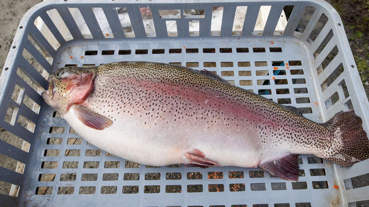 Brothers claim ‘culture’ for fishing four times legal limit of trout